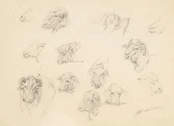 Étude de têtes de moutons, 1877